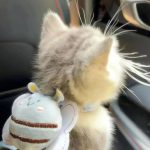 怼提的头像-胜出贴吧